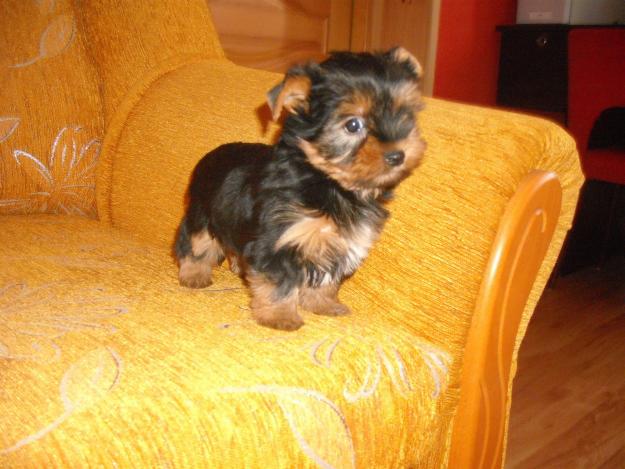 sprzedam_yorkshire_terrier_1_753674
