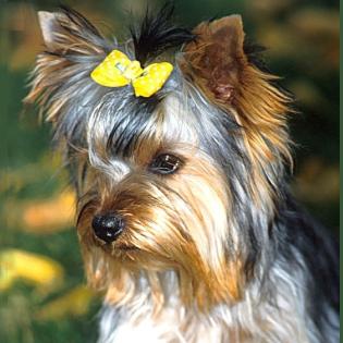 yorkie2