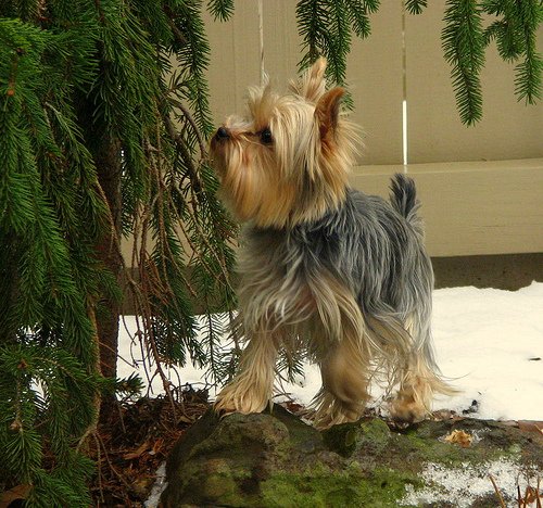 yorkshire_terrier_3
