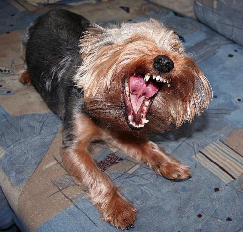 yorkshire_terrier_8