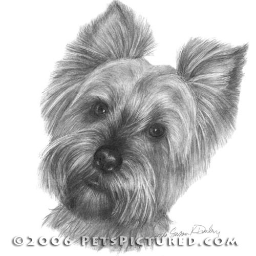yorkshire_terrier_500