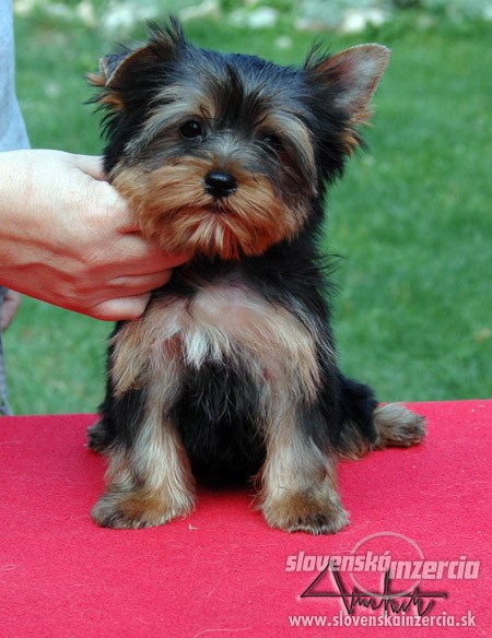 1218853-yorkshire-terier-2