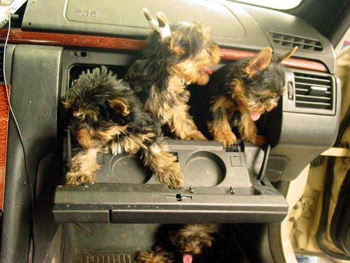 yorkshire-terrier_7277_m