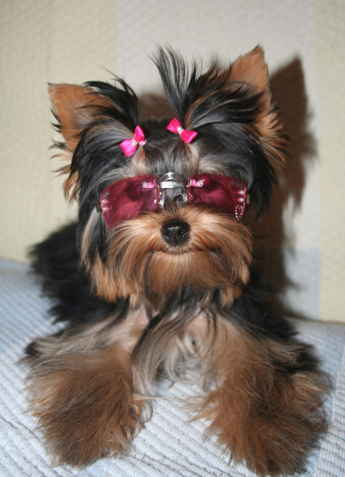 Yorkshire-terrier_845229869