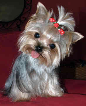 yorkshire-terrier-0220
