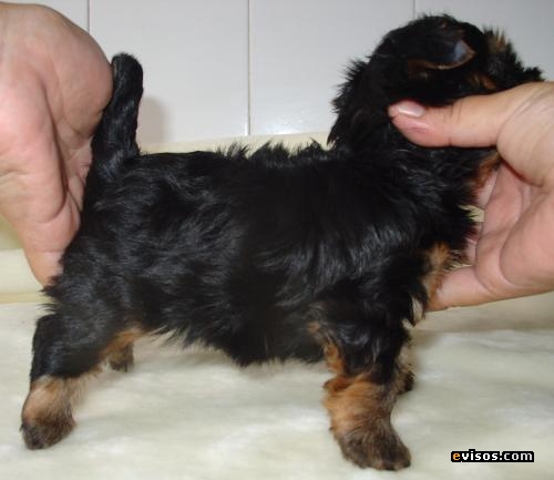yorkshire-terrier-cachorritos_625a004bcd_3