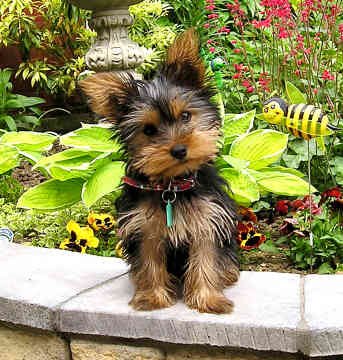 yorkshire-terrier-puppy