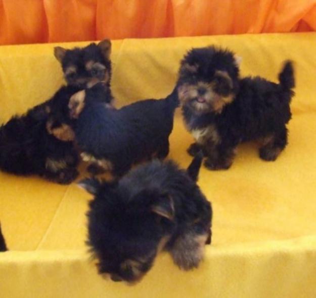 62485304_3-Yorkshire-Terrier-welpen-Wien