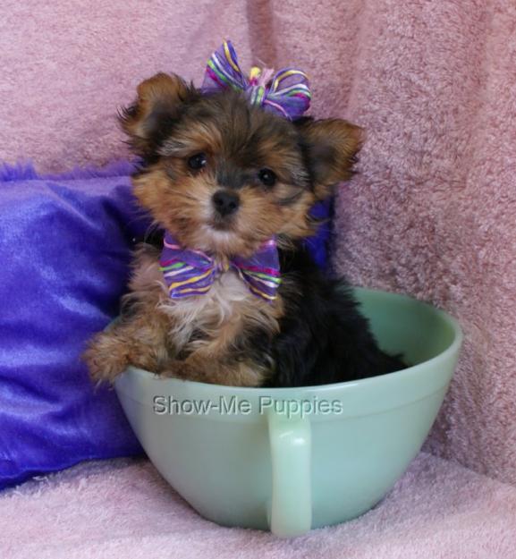 64289701_2-Yorkshire-Terrier-Roma